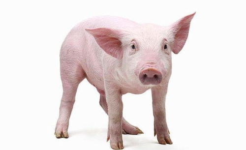 猪猪猪 2021年运势如何 何时才能功成名就 生肖猪的人速看