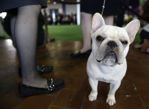 美国养狗协会公布最受欢迎10大犬种 拉布拉多31年蝉联第一