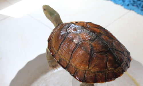 小窍门 乌龟常见疾病治疗方法之 腐皮腐甲的治疗