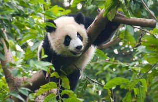 熊猫生活习性有哪些特点 