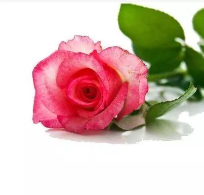 玫瑰花的颜色代表什么意思,血色玫瑰花代表什么意思？