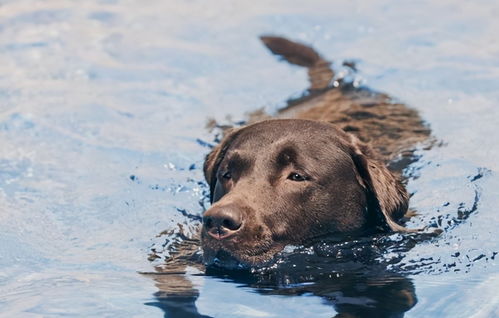 最会游泳的6大狗狗,每一只都是 金牌教练狗