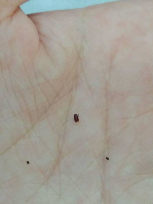 一种虫子,头小屁股大,身子是黑红色的,长得像虱子 