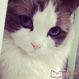 这个布偶猫是属于什么色的,海豹双色 还是蓝山双色 还是别的 