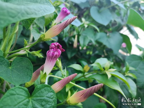 牵牛花的花骨朵儿 搜狗图片搜索