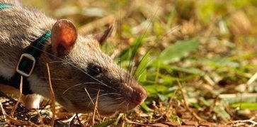 非洲 强化训练的巨型大老鼠 成排地雷高手 