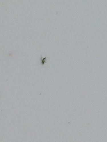 家里出现一种很小的绿色虫子,很多,小小的,是什么虫子 