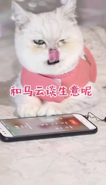 猫不是说猫话吗 为啥说人话 