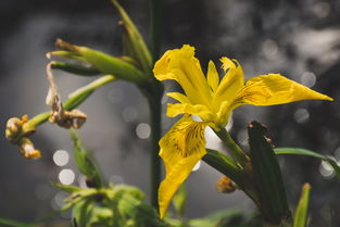 桃花，可爱至极的美丽之息，桃花什么可爱什么的诗句