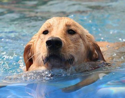 谁说狗天生会游泳 夏天别拿爱狗生命开玩笑,这些狗狗不适合游泳