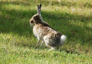 白尾长耳大野兔 搜狗百科 