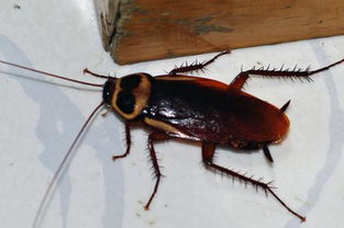 蟑螂会飞吗 夏季彻底消灭蟑螂的好办法有哪些 爬过的地方有毒吗
