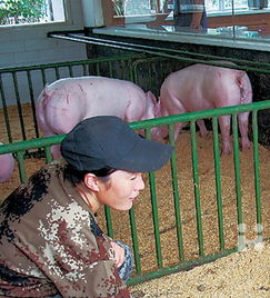 梦见家里养了两只猪