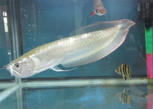 银龙鱼能长多大寿命多少？