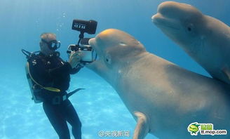 摄影师水底拍摄白鲸被咬了