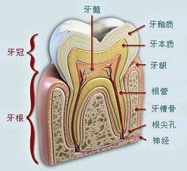 口腔部位图 搜狗图片搜索