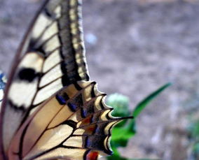 揭开昆虫翅膀的秘密 蜻蜓小翅膀有大能量 