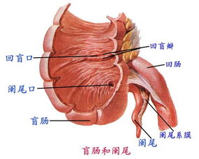 摘了这十个器官,你也可以活,但千万不要任性 