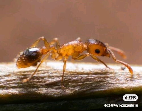 怎样能避免床上有蚂蚁