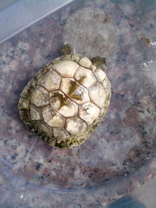 巴西龟的壳变白了是怎么回事 