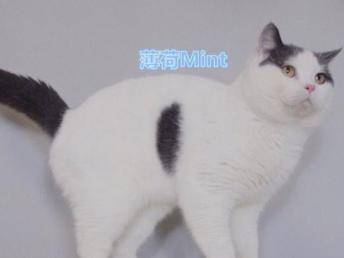 图 英短 蓝白 梵文种公 配种 蓝猫 加白 英短 成都宠物猫 