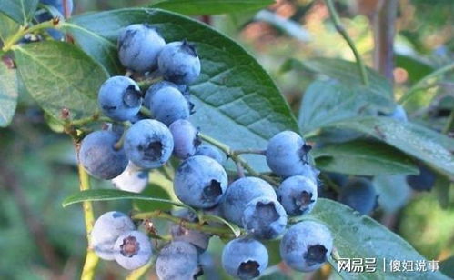 阳台养水果,颜值高口感甜,养一盆小蓝莓,产量丰富,营养价值高