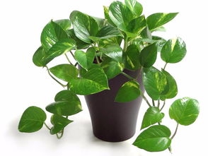 17种适合生长在弱光处的室内植物,可以摆放在家里的任何角落