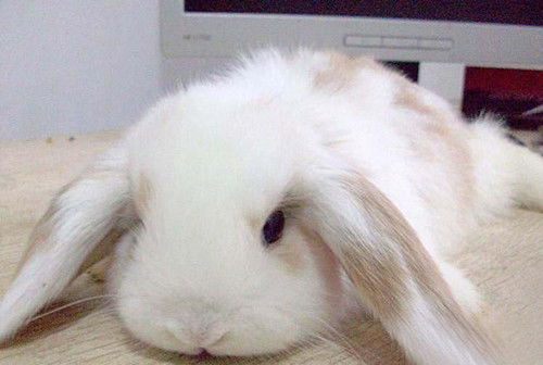 安哥拉兔软便常见的原因有哪些