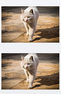 树猫图片素材 树猫图片素材下载 树猫背景素材 树猫模板下载 我图网 