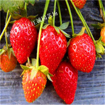 新闻海南草莓苗多少钱一颗太空草莓苗产量怎么样