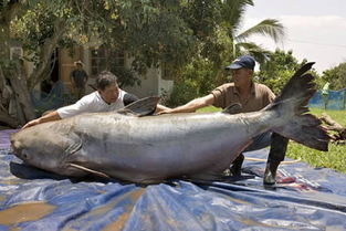 世界上最大的鲶鱼 