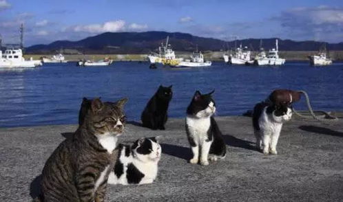 拥有十几座猫岛,在寺庙和神社供奉猫,日本人为什么爱猫如命