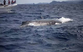 去冲绳离岛,与鲸鱼来一次亲密接触吧 