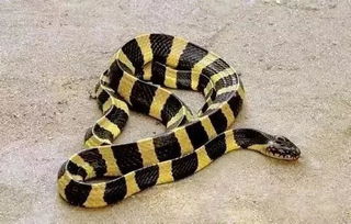 赣州某小区惊现一条大蛇,业主们吓得瑟瑟发抖 这些知识要了解