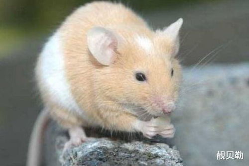 十鼠九富,尤其是以下4个月出生的 大金鼠 ,命里带金