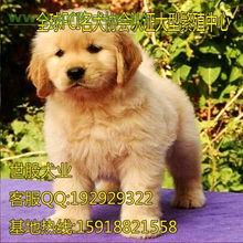 广州哪个地方有卖纯种金毛犬广州市白云区哪里有卖宠物狗