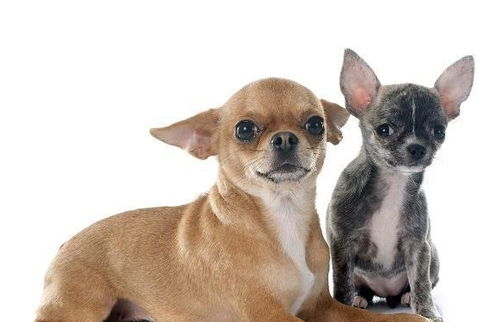 体味小的狗狗是真实存在的,它们 狗味 小,很适合楼房饲养