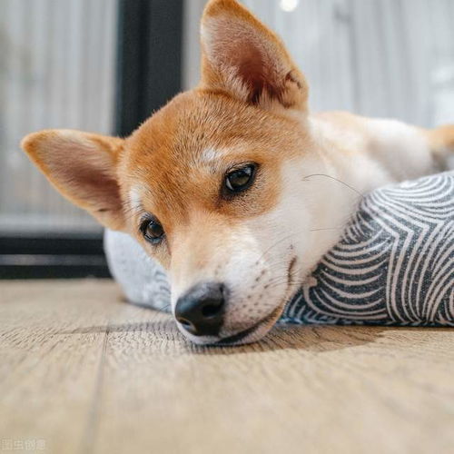 太难了 真柴犬和假柴犬怎样区分 教你两招吧