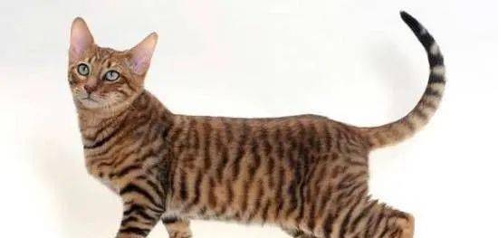 这些稀少的猫咪品种,是世界最贵最有名的猫咪,布偶猫不包括在内