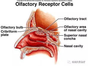 嗅觉失灵之如何保护你的嗅觉能力