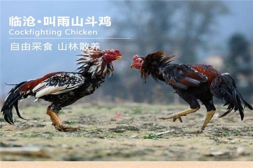 鸡西食物中毒死亡增加,食品怎么才算安全 绿色 无污染 原生态