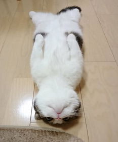 热得睡地板的猫,这视角太可爱了 