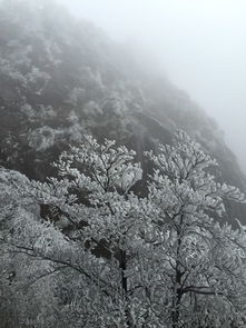 冬游黄山看雪景 