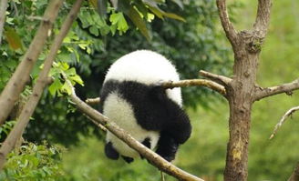 大熊猫的肉能吃吗 说出来你不要怀疑,吃过的人都 悲剧 了