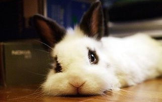宠物兔便秘了怎么办 怎么治疗宠物兔的便秘