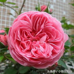 盆栽玫瑰欧月这样养,花期好长,一直开一直开,一朵花瓣一百片 