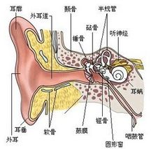 耳朵类型(耳朵类型图及命运)