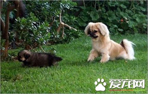 家庭犬西藏猎犬多少钱一只 价格大约500 3000元