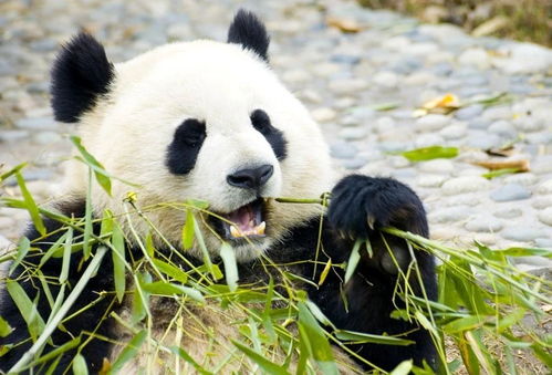 熊猫艺术特效怎么弄好看 成都太古里熊猫特效怎么拍