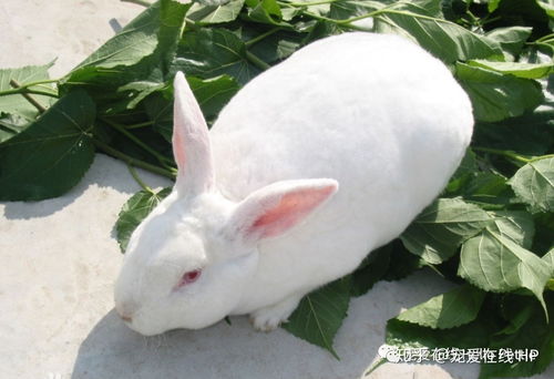 关于兔子品种 血统的科普 